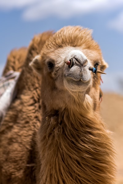 棕色骆驼白天特写照片